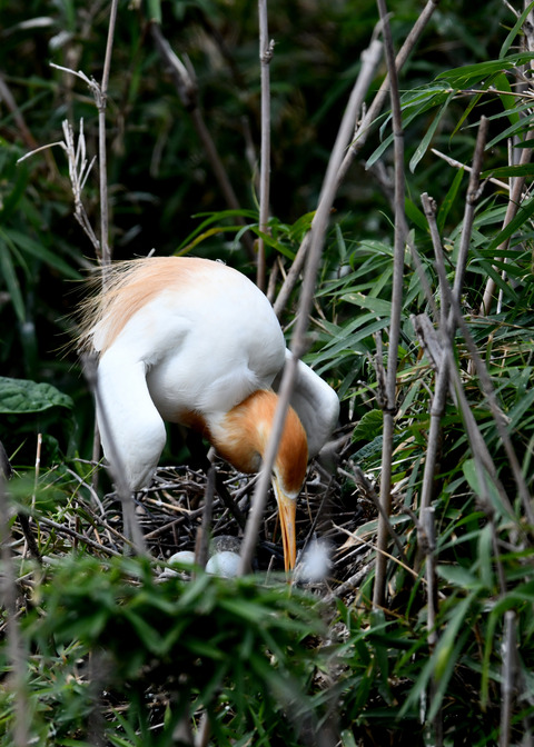 アマサギ(抱卵)5558