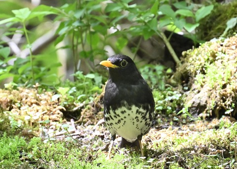 クロツグミ♂5629