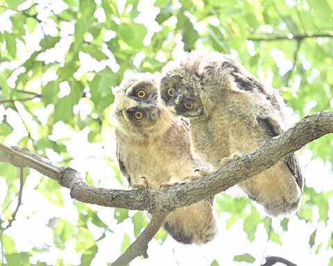 トラフズクの雛3756
