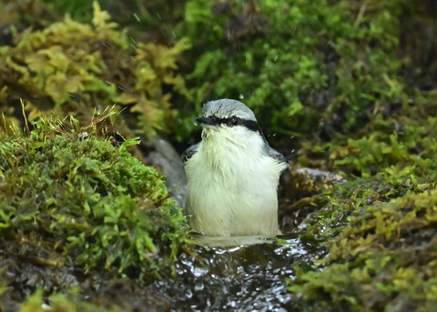 ゴジュウカラ1483