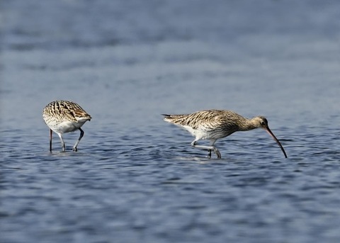 ダイシャクシギ0126