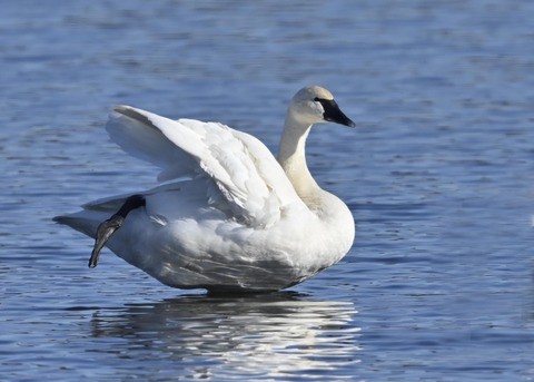 アメリカコハクチョウ8691