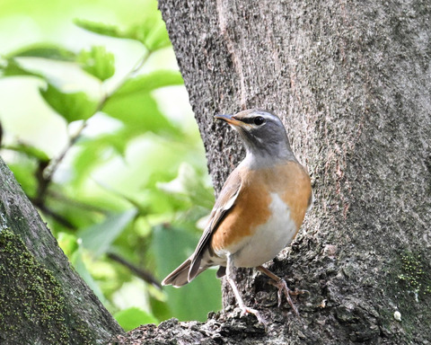 マミチャジナイ9912