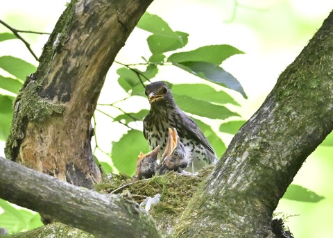 クロツグミの♀とヒナ3595