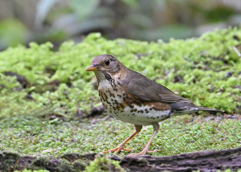 クロツグミ♀4258