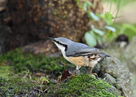 ゴジュウカラ2282