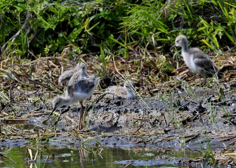 セイタカシギのヒナ①②③④5639