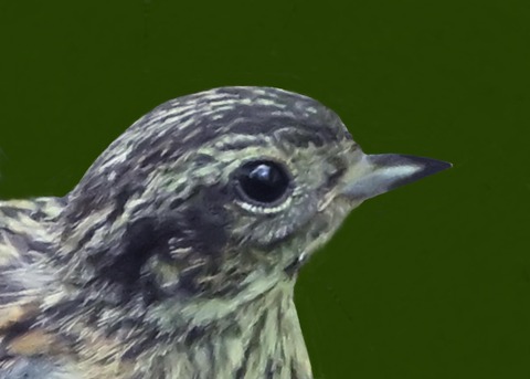 ホオジロ幼鳥6001