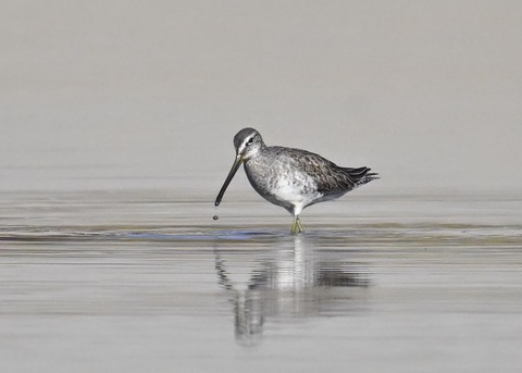 オオハシシギ6228