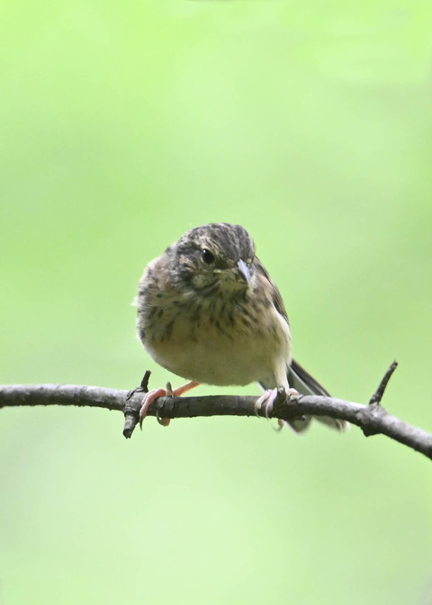 ホオジロ幼鳥3495