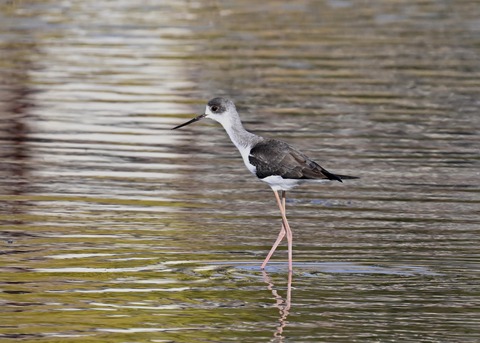 セイタカシギ4232