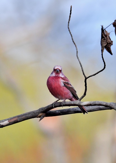 オオマシコ♂5373