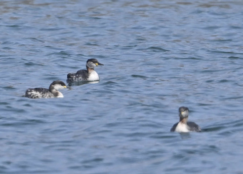 アカエリカイツブリ8183