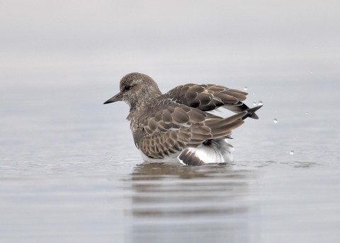 キョウジョシギ7702