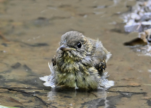 オオルリ♀幼鳥1073