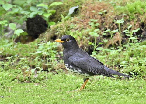 クロツグミ♂2993