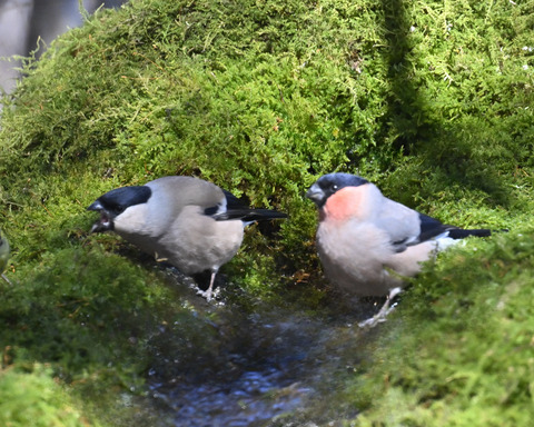 アカウソ♂・♀2555
