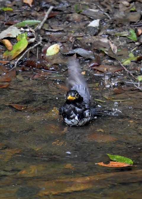 クロツグミ♂7585