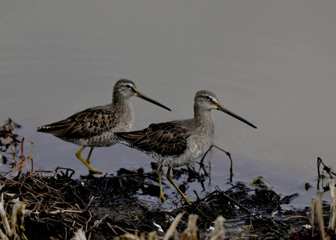 オオハシシギ1982