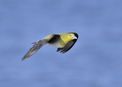 アオバト♀5529