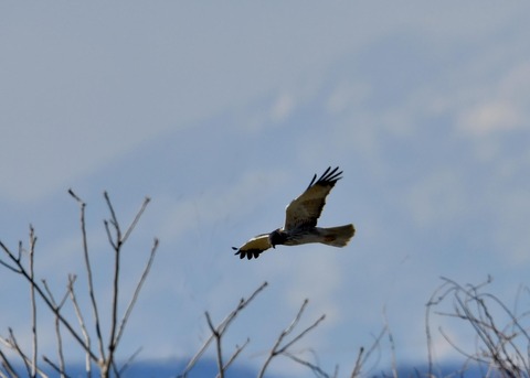 チュウヒ大陸型6364