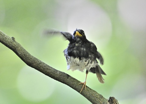 クロツグミ♂0403