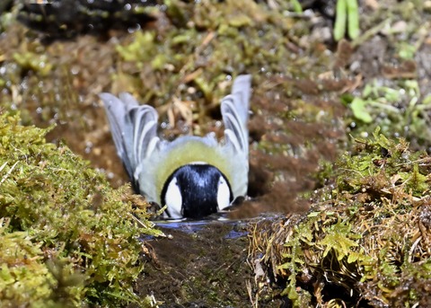 シジュウカラ7547