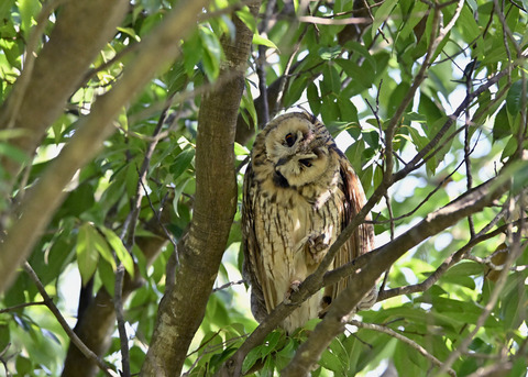 トラフズク♂3149