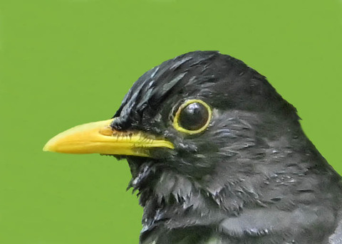 クロツグミ♂0000