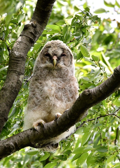 フクロウのヒナ①4389