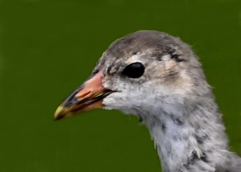 バンのヒナ8001(8153)