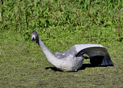 オオハクチョウ幼鳥羽広げ2883