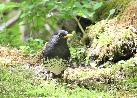 クロツグミ♂5621