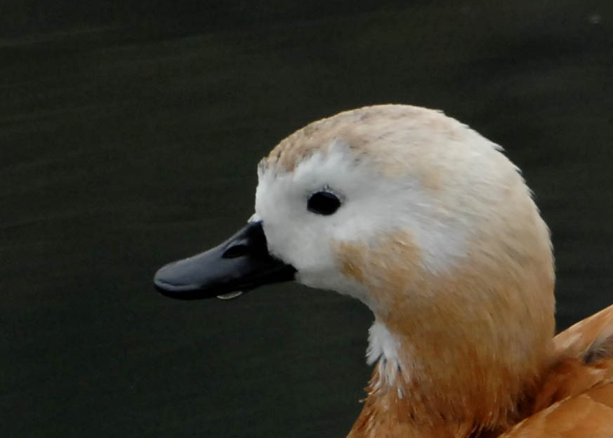 アカツクシガモ 野口洪志の野鳥日記