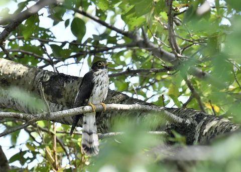 ジュウイチ幼鳥2871