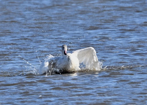 オオハクチョウ幼鳥1940