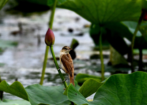 オオヨシキリ3404