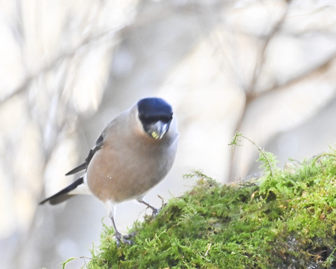 ウソ♀6773