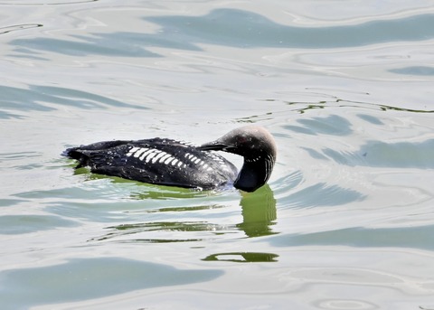 シロエリオオハム3122