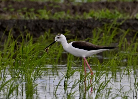 餌捕りセイタカシギ♀0072