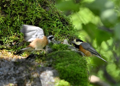 ホオジロとヤマガラ4043-01