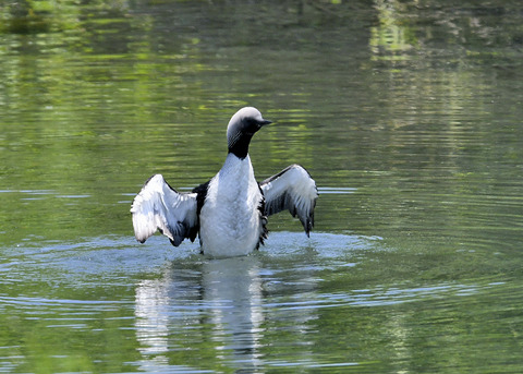 羽ばたく・シロエリオオハム9400