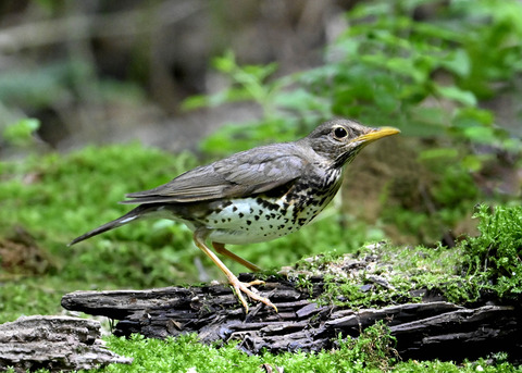 クロツグミ♀0623