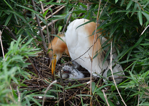 アマサギ7889