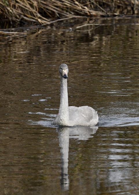 オオハクチョウ幼鳥3700