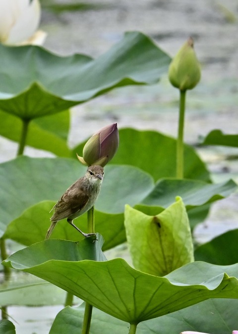 オオヨシキリ幼鳥8541