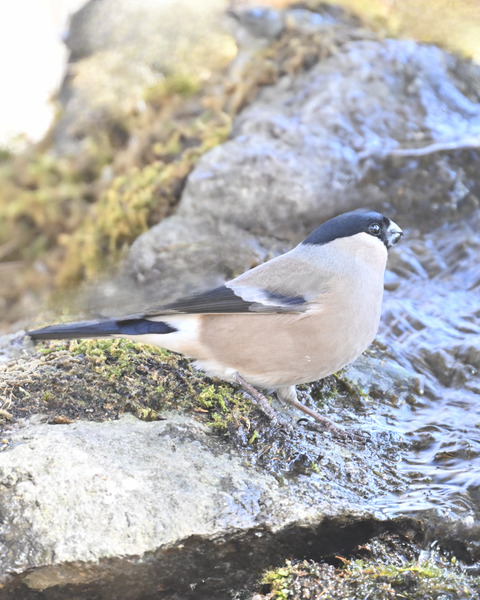 ウソ♀6122