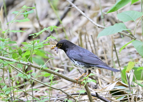 クロツグミ♂8354