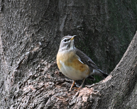 マミチャジナイ9383