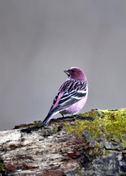 オオマシコ♂9919